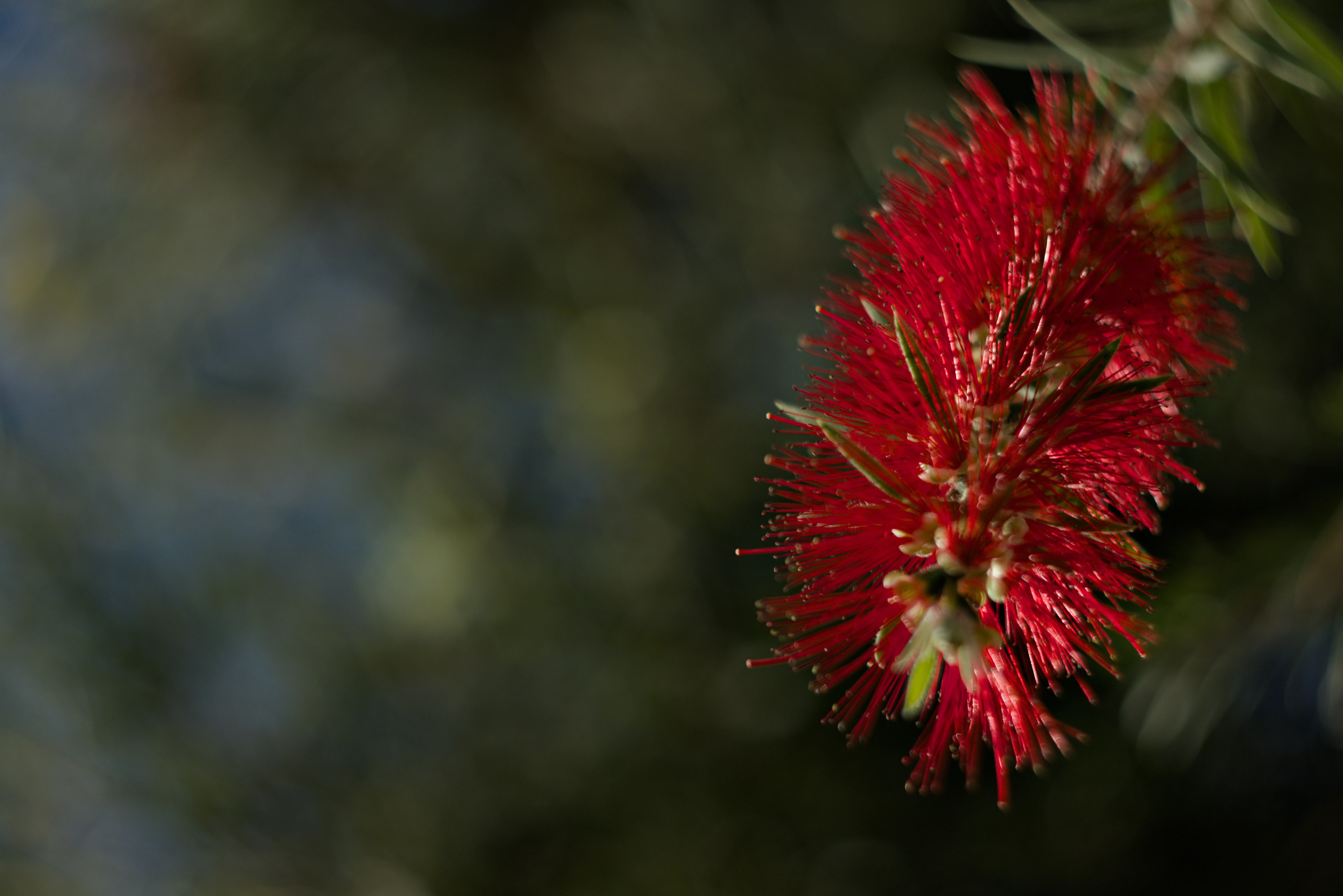 Zenith Helios-77M-4 1,850 (VOMZ) - _I4A2763.webp